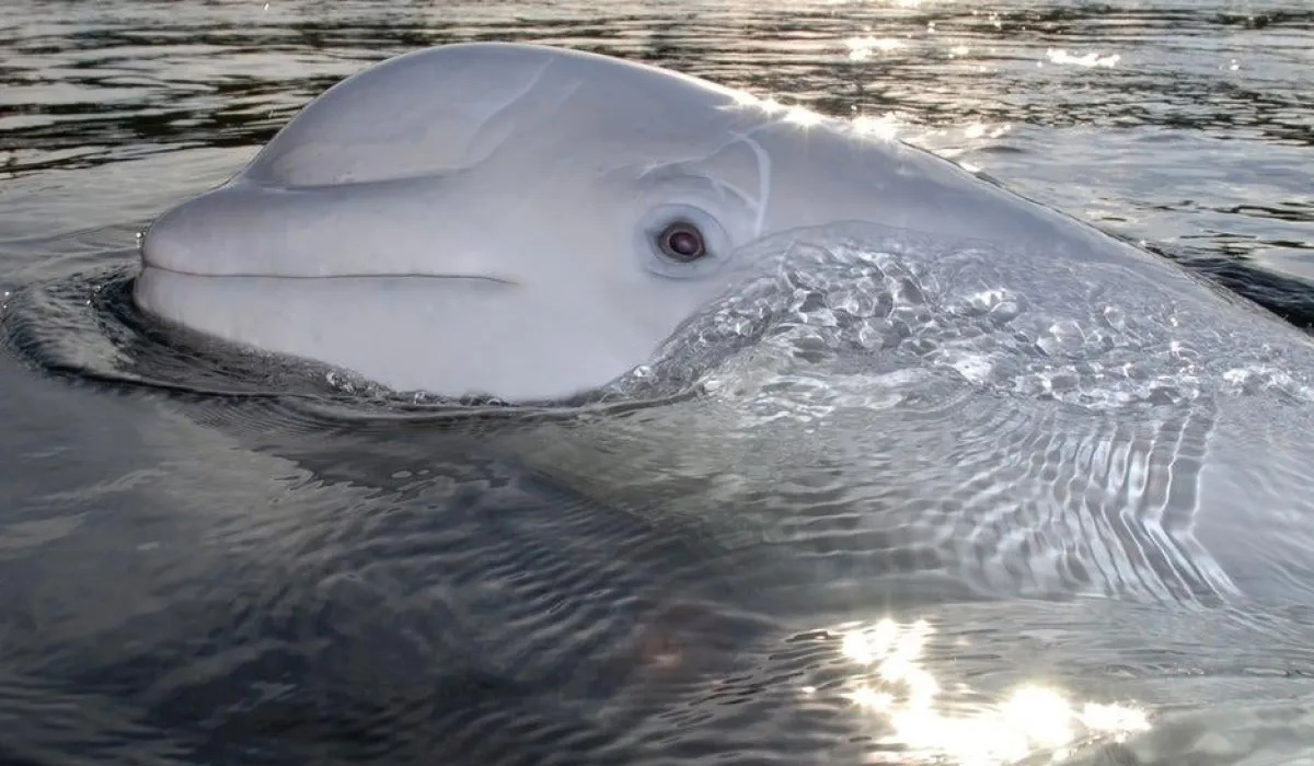 Russian spy whale